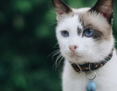 découvrez notre large sélection de colliers pour chats alliant style et confort. offrez à votre compagnon félin un accessoire tendance et sécurisé pour ses aventures quotidiennes.