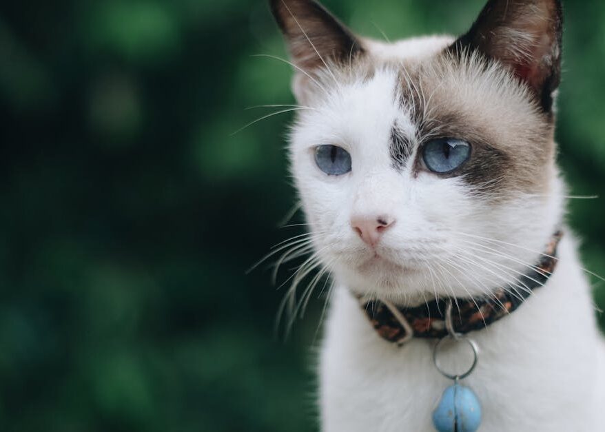 découvrez notre large sélection de colliers pour chats alliant style et confort. offrez à votre compagnon félin un accessoire tendance et sécurisé pour ses aventures quotidiennes.