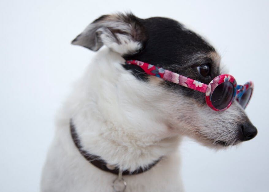 découvrez notre collection de colliers pour chiens alliant confort et style. fabriqués avec des matériaux de qualité, nos colliers sont conçus pour s'adapter à toutes les tailles et personnalités de nos compagnons à quatre pattes. faites le choix du meilleur pour votre chien!